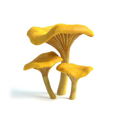 Kuriatka
